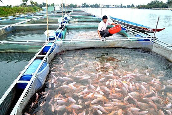 Ông Lê Tấn Long chăm sóc cá nuôi trong lồng bè. Ảnh: QUANG VIỆT