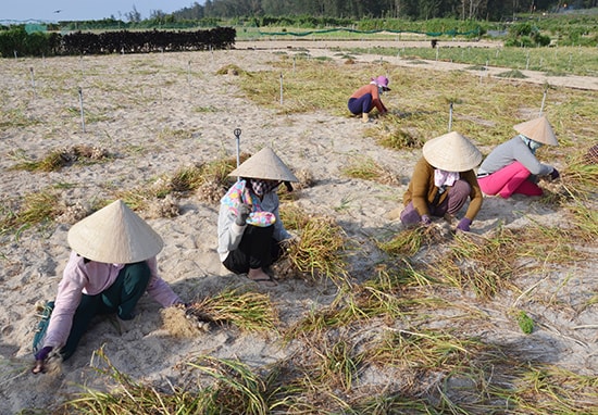 Người dân Lý Sơn thu hoạch tỏi. 