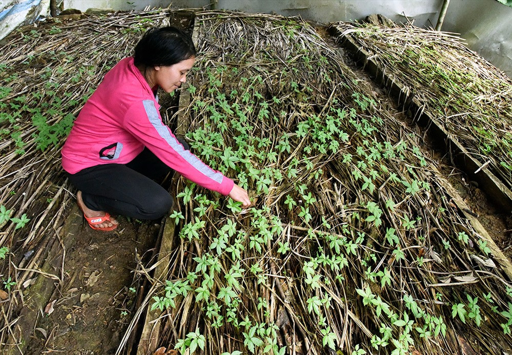 Công nhân chăm sóc cây sâm con tại vườn sâm Tăk Ngo, xã Trà Linh, thuộc quản lý của UBND huyện Nam Trà My. Khi cây sâm cứng cáp - khoảng một năm tuổi, sẽ mang ra trồng tại vườn sâm. Từ vườm ươm này, nhiều hộ nông dân ở xã Trà Linh cung cấp sâm giống trồng tại vườn riêng của mình, nhờ đó, người nông dân duy trì được vườn sâm, góp phần xóa đói giảm nghèo, vươn lên làm giàu.