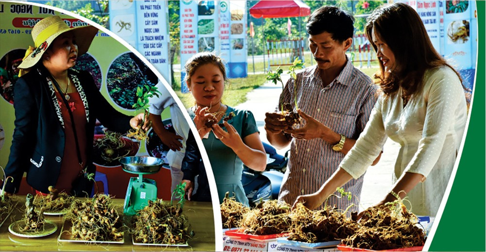 Các sản phẩm sâm Ngọc Linh, gốm lá sâm, cũ sâm, rượu sâm đang được bày bán tại phiên chợ sâm Ngọc Linh vào những ngày đầu hàng tháng tại huyện Nam Trà My.