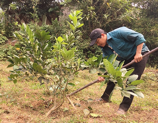 Anh Lưu Văn Chương (thôn Phú Gia 2, xã Quế Phước) chăm sóc vườn cây bưởi trụ do Đoàn xã hỗ trợ. Ảnh: L.T