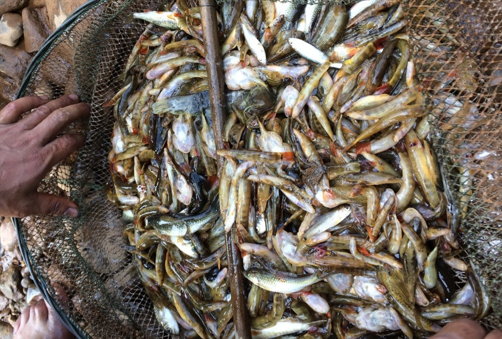 Thành quả sau một buổi ngăn sông bắt cá. Cá ở đầu nguồn sông A Vương chủ yếu cá loại nhỏ được người dân nơi đây dùng vợt để bắt, ít khi dùng bằng vỏ cây Tr’bâây.