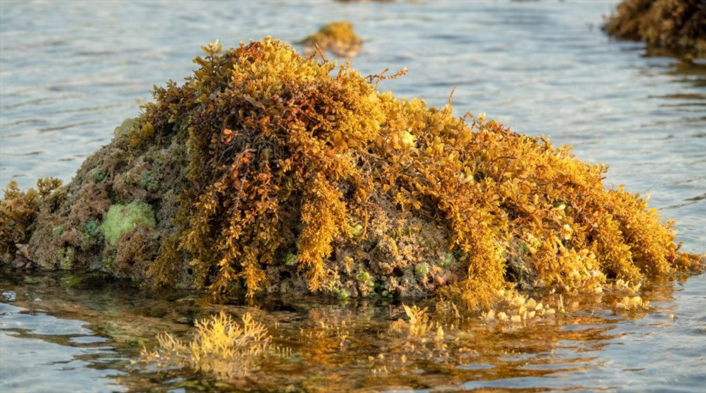 Các loại rong và rau biển bám quanh một hòn đá nhỏ. Khi thủy triều lên, tất cả sẽ lại ngập trong nước và sẽ là nơi lý tưởng để các loại tôm, cá đến sinh sống. Ảnh: Xuân Thọ