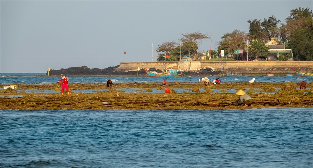 Với người dân Lý Sơn, gành biển đang mang lại cho họ nguồn thu nhập tương đối ổn bên cạnh các nghề khác trên đảo. Ảnh: Xuân Thọ