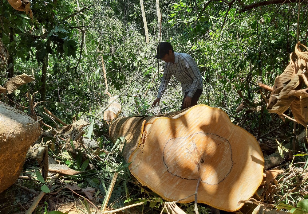 Nhiều cây gỗ trong rừng phòng hộ Sông Tranh vừa mới bị đốn hạ vào ngày 19.3. Ảnh: THANH THẮNG