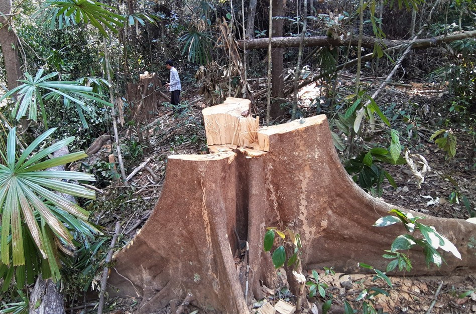 Những cây gỗ bị đón hạ trong rừng phòng hộ Sông Tranh nhưng lực lượng kiểm lâm không hay biết. Ảnh: THANH THẮNG