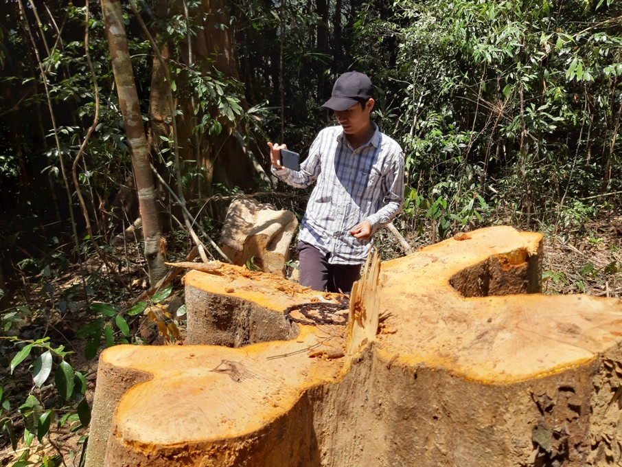 Dây xích cắt gỗ bỏ lại tại gốc cây. Ảnh: THANH THẮNG