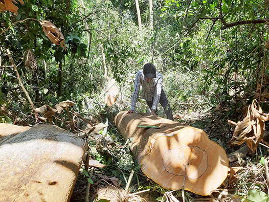 Nhiều cây gỗ chuồn bị đốn hạ nằm ngổn ngang (ảnh chụp ngày 19.3). 