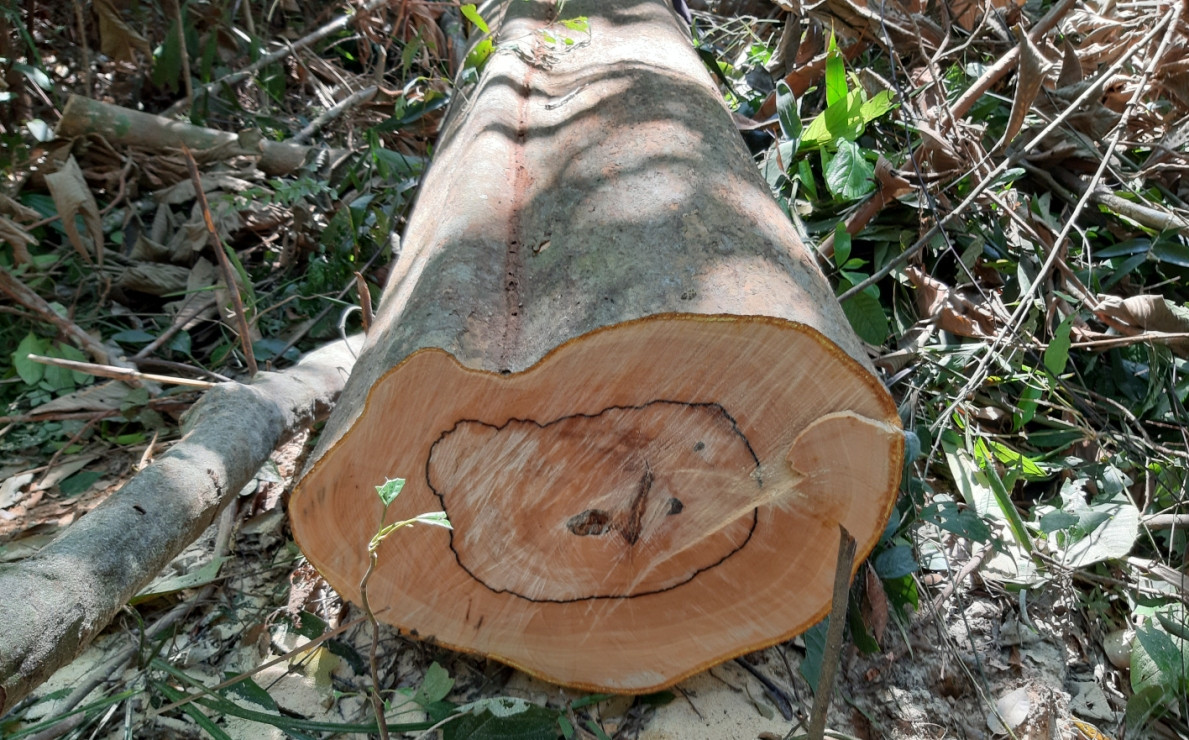 Một cây gỗ chuồn bị đốn hạ ngày 19.3.