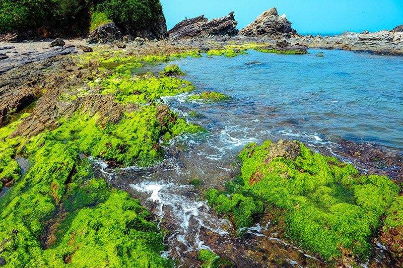 Green moss covers all the Ban Than reef, making it a new tourist site of Tam Hai island commune