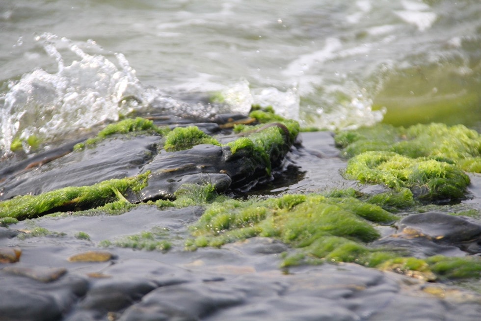 Tam Hai’s peacefulness with silver waves and green moss.