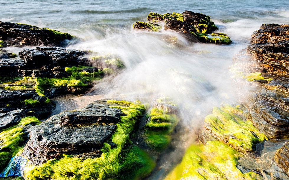 Green moss and silver waves make the reef more beautiful.