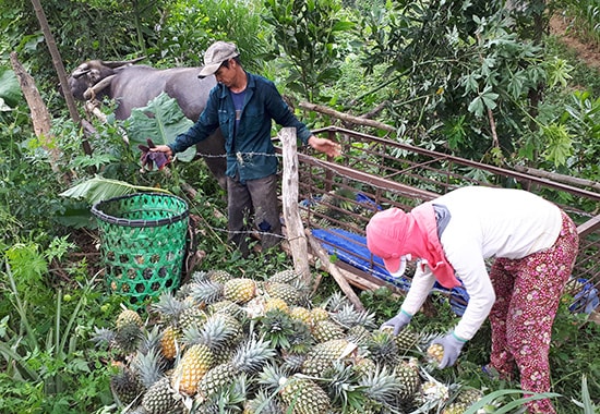 Nông dân trồng dứa tại xã Đại Sơn (Đại Lộc) rất phấn khởi bởi vụ dứa được mùa và giá bán khá cao.