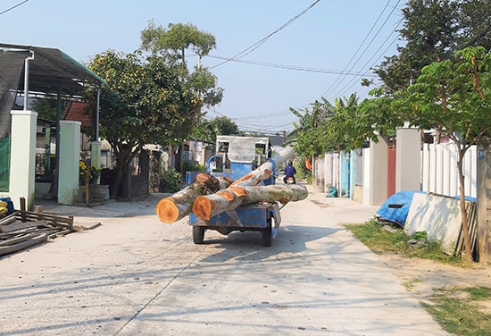 Xe lôi chở gỗ không đảm bảo an toàn giao thông chạy trên đường ở thị trấn Hà Lam (Thăng Bình).  Ảnh: T.THẮNG