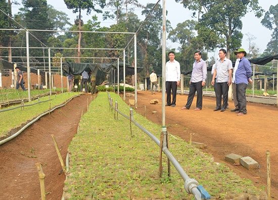 Phó Chủ tịch UBND tỉnh Lê Trí Thanh và lãnh đạo huyện Phước Sơn kiểm tra vườn dược liệu ở xã Phước Chánh. Ảnh: T.H