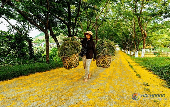 Sắc vàng sưa trở thêm điểm nhấn ấn tượng của làng Hương Trà cũng như cả TP. Tam Kỳ. Ảnh: HẢI HOÀNG