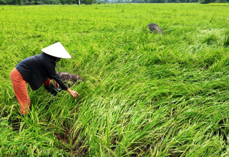 Lốc xoáy kèm theo mưa khiến 2.000ha lúa đông xuân đang trổ đòng – ngậm sữa ở nhiều địa phương của Quế Sơn bị ngã đổ nghiêm trọng.
