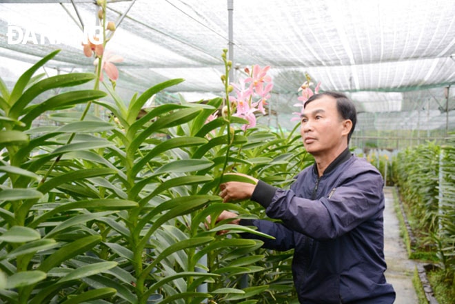 Ông Thạnh chăm sóc lan Mokara.