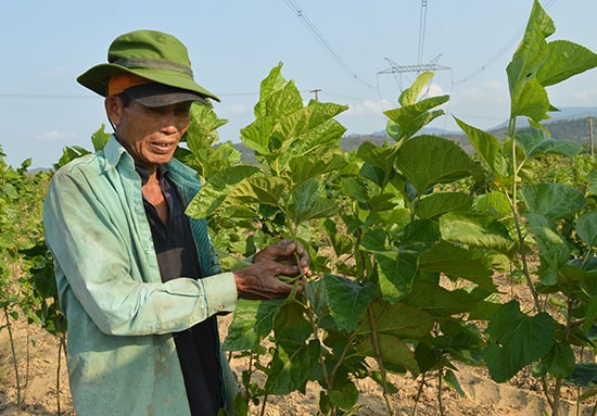 Dù năng suất lá dâu khá cao nhưng nỗi lo của người dân xã Điện Quang chính là giống tằm. Ảnh: V.LỘC