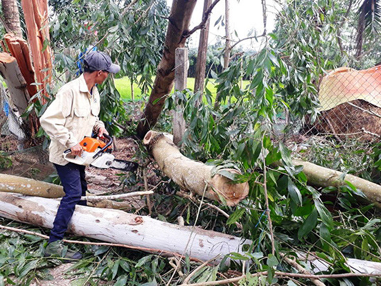 Người dân huyện Quế Sơn khẩn trương dọn dẹp cây cối bị ngã đổ. Ảnh: T.S