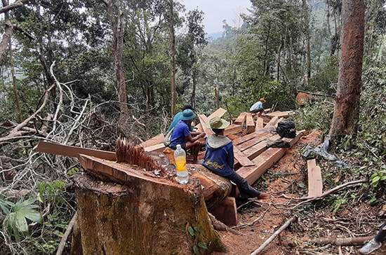 Một số đối tượng ngang nhiên xẻ thịt rừng tự nhiên Trà Vân. Ảnh: THANH THẮNG