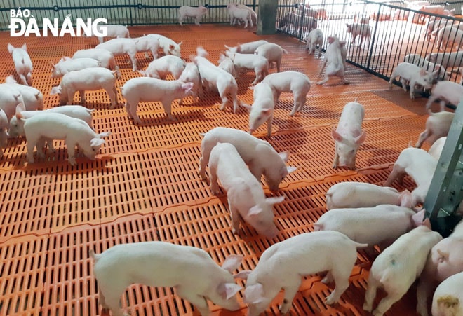 Các đàn heo trên địa bàn thành phố chưa bị xâm nhiễm bởi các dịch bệnh.