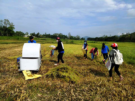 Đoàn viên thanh niên xã Quế An giúp nông dân thu hoạch những ruộng lúa chín bị ngã đổ do lốc xoáy.  Ảnh: C.T.V