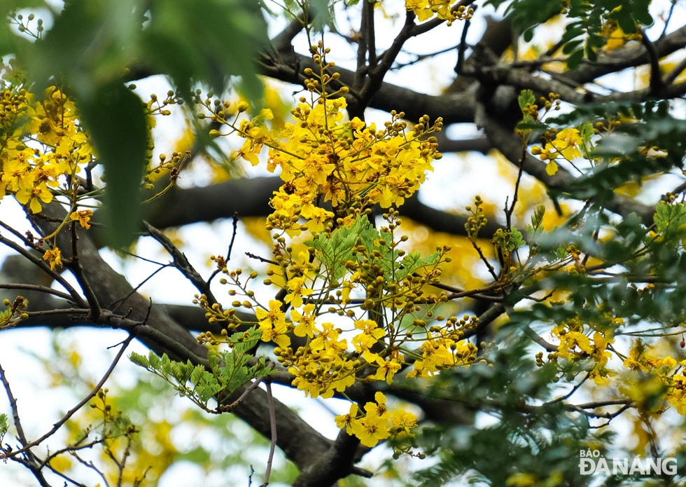 Cận cảnh hoa lim xẹt. Ảnh: XUÂN SƠN