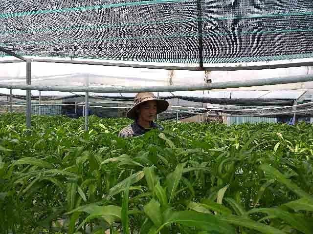 Huynh Nghiep and his vegetable garden