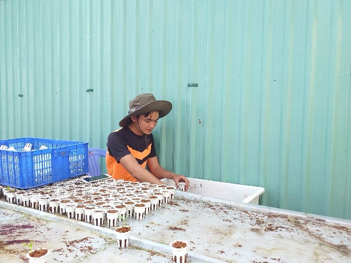 Sponge cubes and coconut fibers are used in Nghiep’s hydroponic vegetable planting.