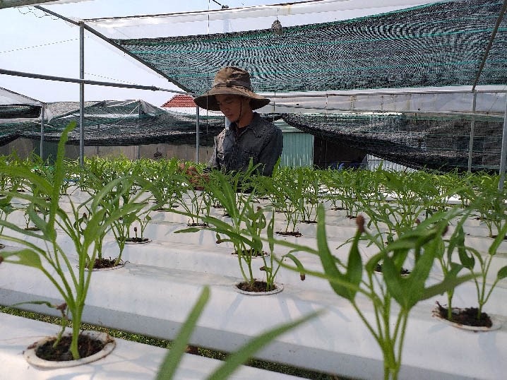 Nghiep takes care of his vegetable garden