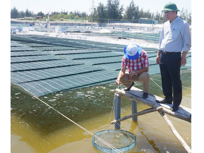   Vice Chairman of Quang Nam provincial People’s Committee Le Tri Thanh (right) at the model of on-sand white-leg shrimp farming