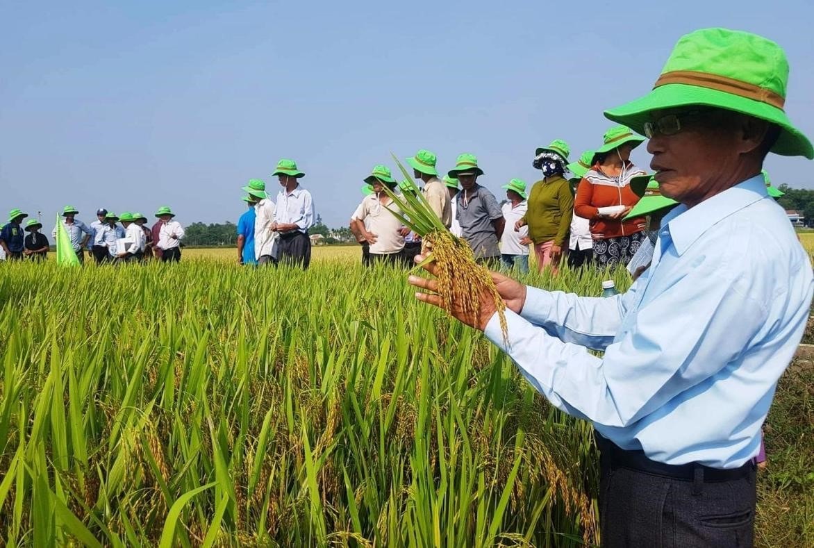 Paddy field in Quang Nam province.