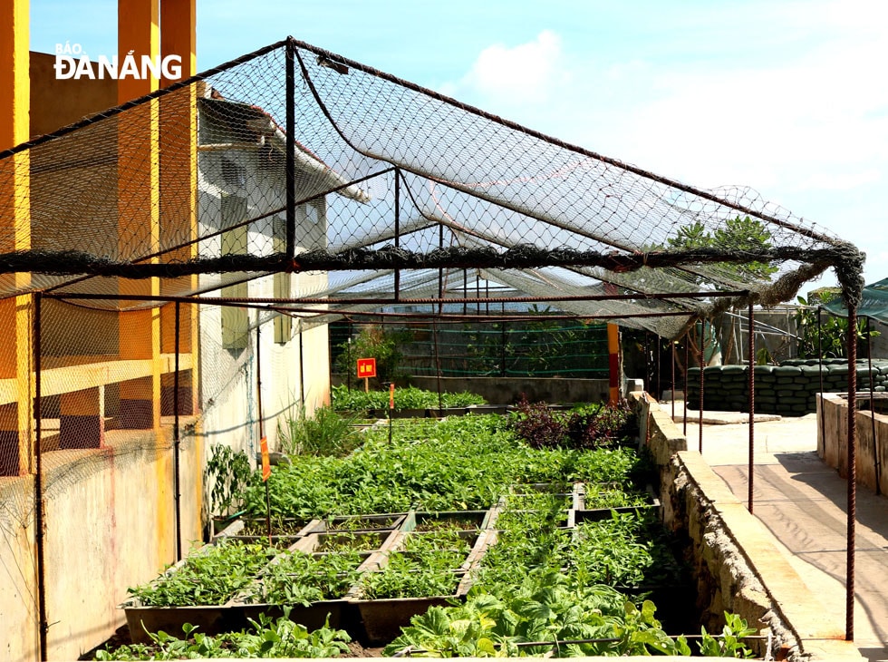 Vườn rau xanh trên đảo.
