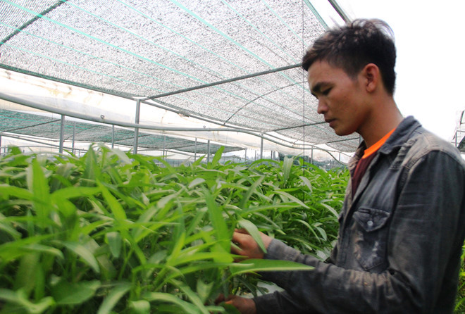 Ho Cong Thai at his clean vegetable farm. Photo: thanhnien.vn