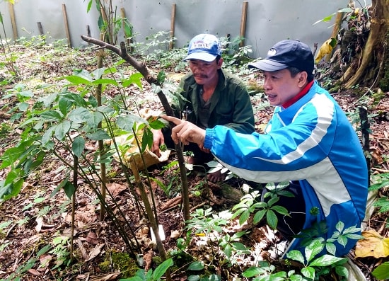 Medicinal herbs, a typical tourism product of Nam Tra My.