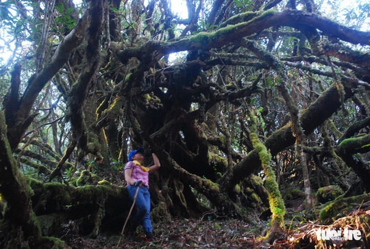  A 200 year old rhododendron tree.