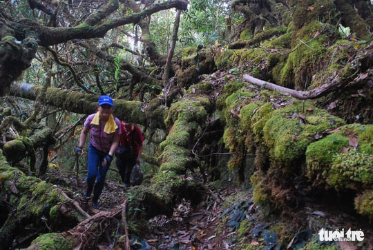 Roots and branches of rhododendron covered by moss.