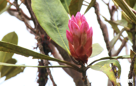 A bunch of rhododendron flower buds.