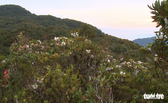 Rhododendron flowers covering the mountainsides.