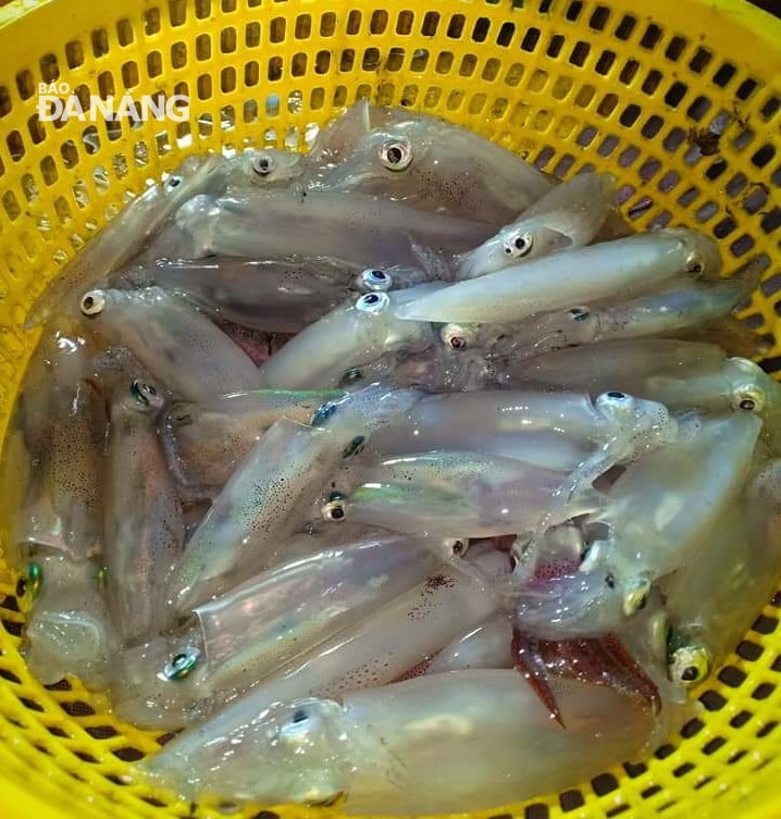 Những con mực tươi rói. Ảnh: L.L