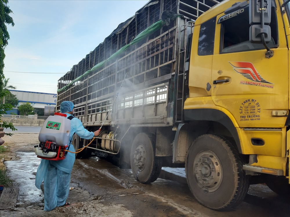 Chiếc xe tải chở heo nhiễm dịch tả châu Phi bị phát hiện tại Phú Ninh, sau khi lọt chốt chặn tại Điện Bàn. Ảnh: THANH THẮNG