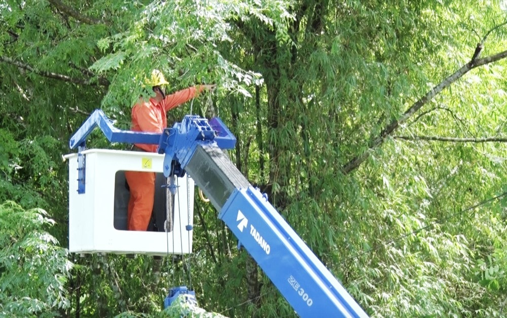 Sự cố mất điện do cây trồng ngã đổ vào hành lang an toàn tuyến điện. Ảnh: PHAN VINH