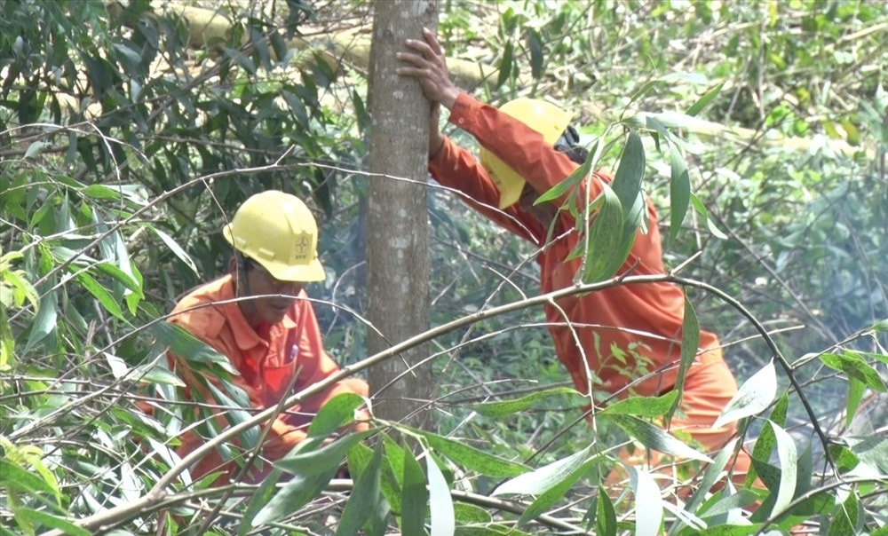 Phát quang đảm bảo an toàn lưới điện. Ảnh: PHAN VINH