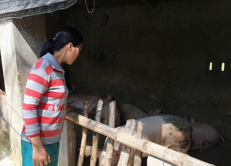 Hơn 1.600 con heo nuôi tại hộ gia đình ở xã Tam Lộc có nguy cơ bị đe dọa bởi dịch tả heo châu Phi. Ảnh: H.C