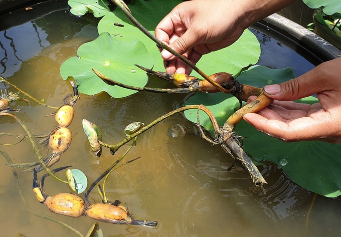Anh Hoàng yêu thích hoa sen, súng nên thường xuyên sưu tập. Năm 2017, biết ở Trung Quốc có nhiều loại sen nở hoa cho hàng trăm cánh, nhiều màu sắc nên nhờ bạn bè đưa giống - củ sen về trồng thử.