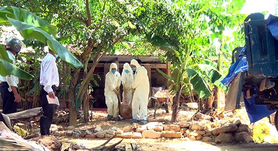 Ngành chức năng huyện Phú Ninh đưa heo nhiễm bệnh đi tiêu hủy. Ảnh: V.S