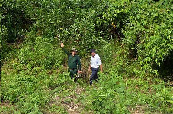 Tại huyện Nam Giang, việc giao đất giao rừng gặp khó khăn do vướng pháp lý khi cộng nhận quyền sử dụng đất cho cộng đồng. Ảnh: T.N