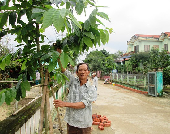 Các khu dân cư NTM kiểu mẫu ở Điện Bàn, cây xanh được trồng dọc hai bên trục đường chính. Ảnh: N.P
