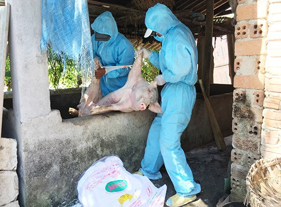 Sáng qua 10.6, lực lượng chức năng huyện Phú Ninh tiến hành tiêu hủy 6 con heo nhiễm dịch của hộ ông Huỳnh Tấn Đông (thôn Trường Mỹ, xã Tam Thái). Ảnh: VĂN SỰ